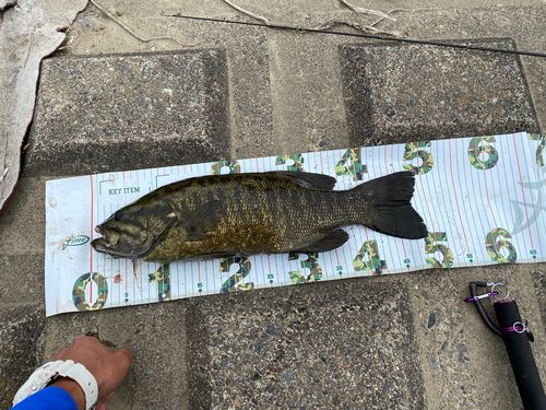 スモールマウスバスの釣果