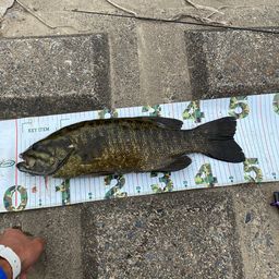 スモールマウスバス