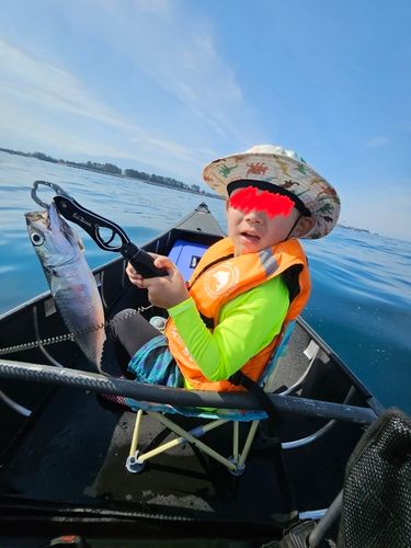 マサバの釣果
