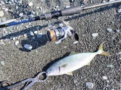 ワカシの釣果