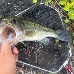 ラージマウスバス