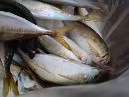 マアジの釣果