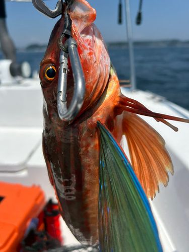 ホウボウの釣果