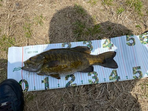 スモールマウスバスの釣果