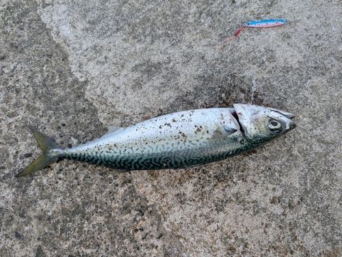 サバの釣果