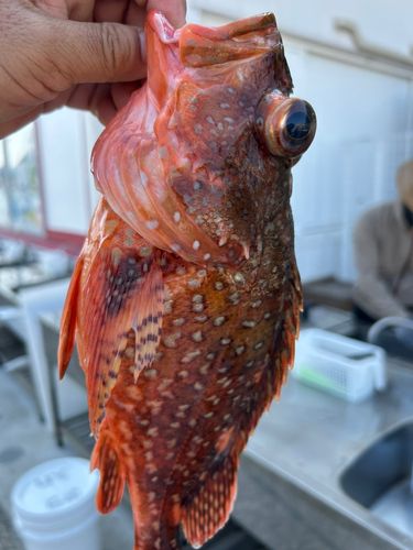 カサゴの釣果