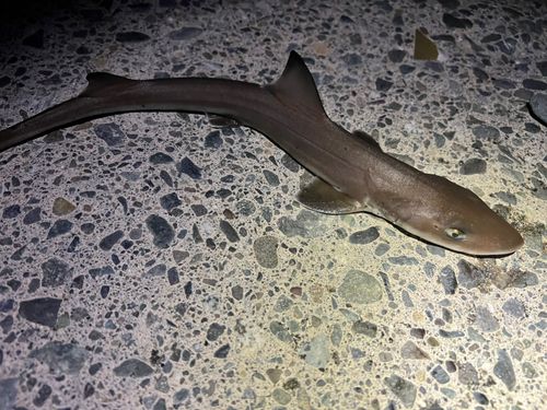 ドチザメの釣果