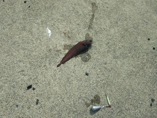 ドンコの釣果