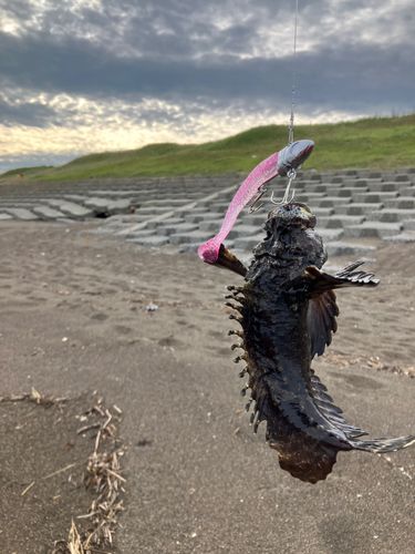 オニオコゼの釣果