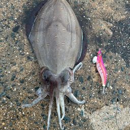 モンゴウイカ
