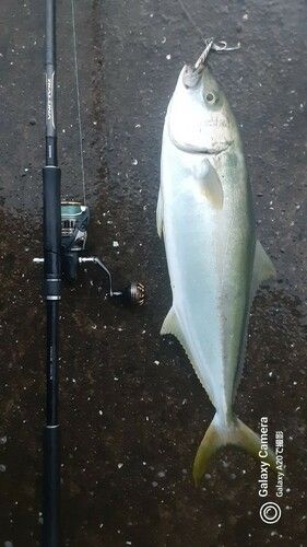 ヒラマサの釣果