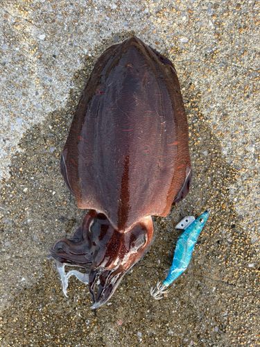 モンゴウイカの釣果