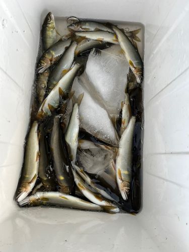 アユの釣果
