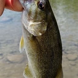 スモールマウスバス