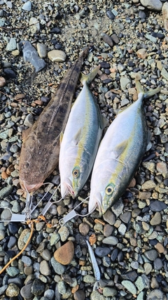 フクラギの釣果