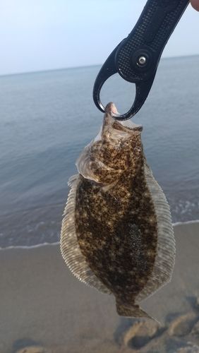 ソゲの釣果