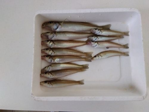キスの釣果