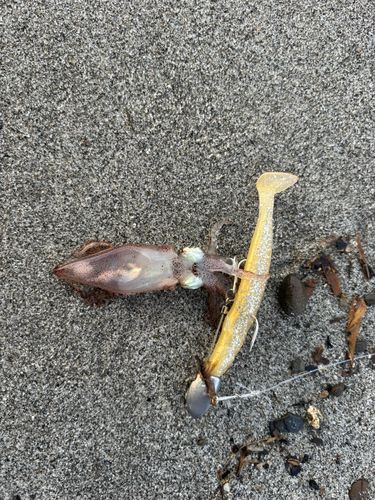 イカの釣果