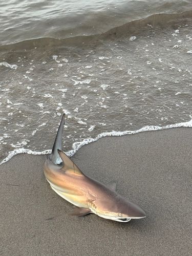 サメの釣果