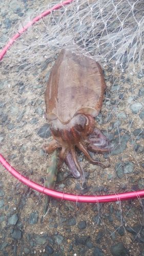 モンゴウイカの釣果