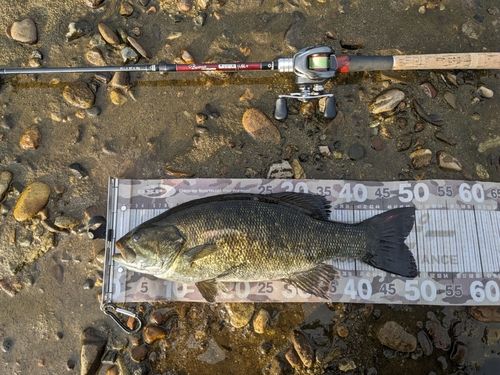 スモールマウスバスの釣果