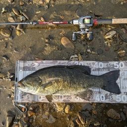 スモールマウスバス