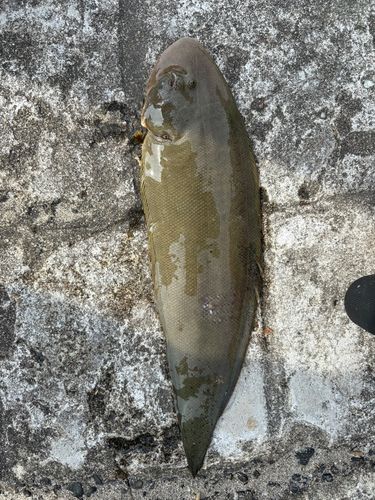 シタビラメの釣果
