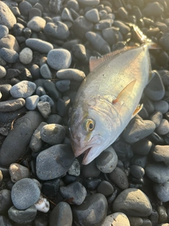 ショゴの釣果