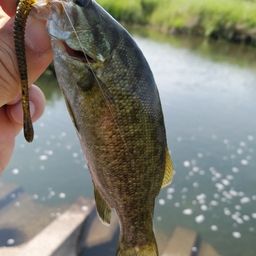 スモールマウスバス