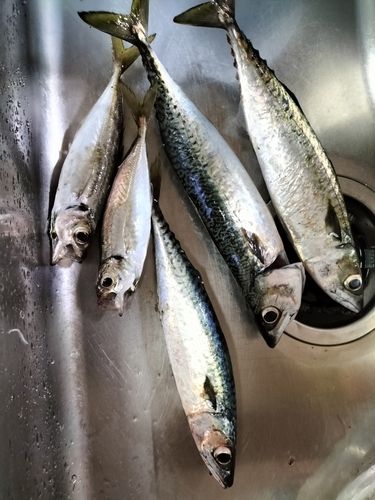 サバの釣果