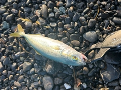ワカシの釣果
