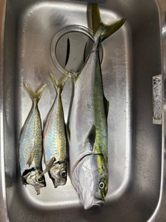 ワラサの釣果