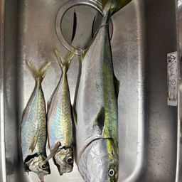 ワラサ