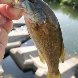 スモールマウスバス