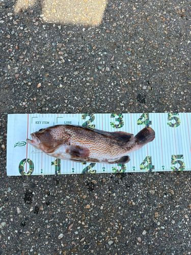 キジハタの釣果