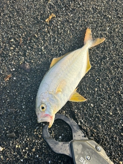 ショゴの釣果