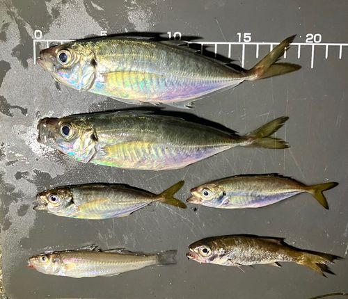 アジの釣果