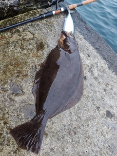 ヒラメの釣果