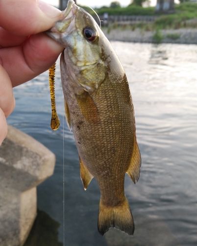 スモールマウスバスの釣果