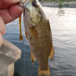 スモールマウスバス