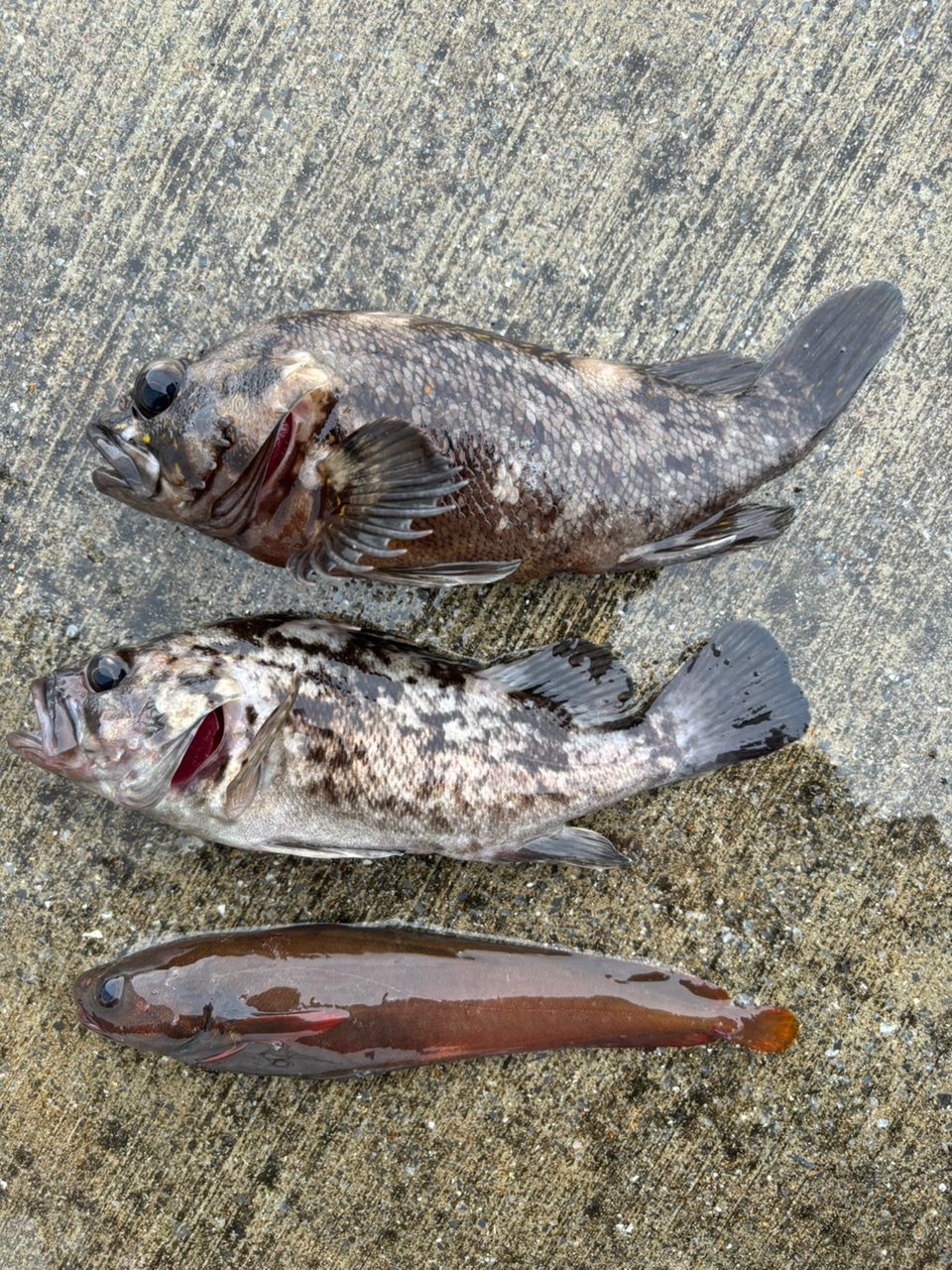 オウゴンムラソイ