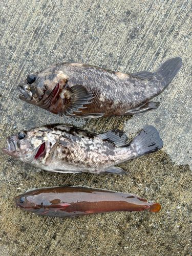 オウゴンムラソイの釣果