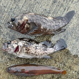 オウゴンムラソイ