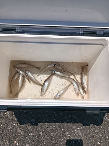 キスの釣果