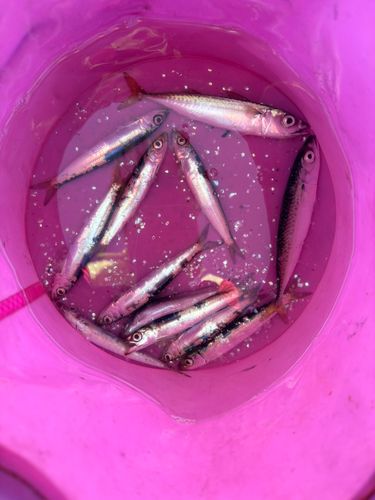 ウルメイワシの釣果