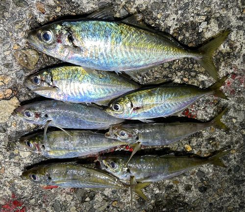 アジの釣果