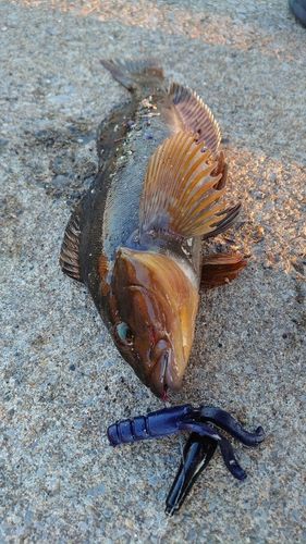 アイナメの釣果