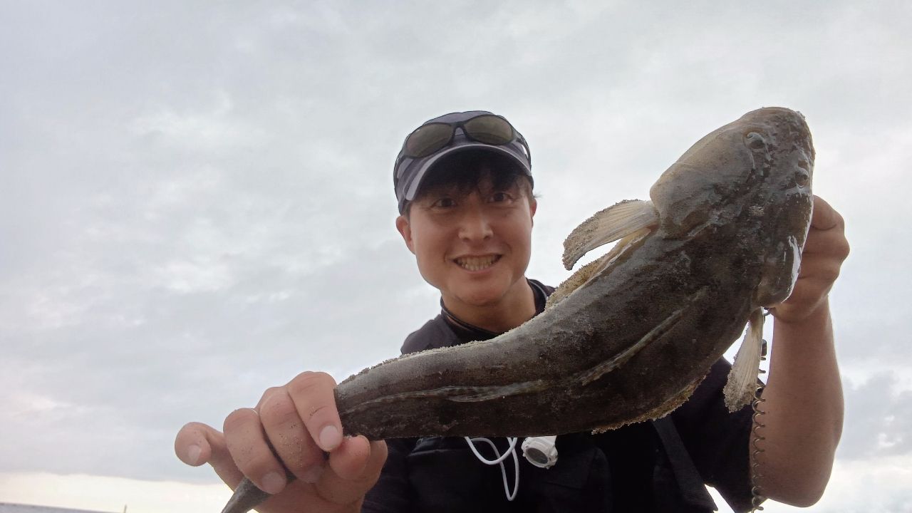 マゴチ
