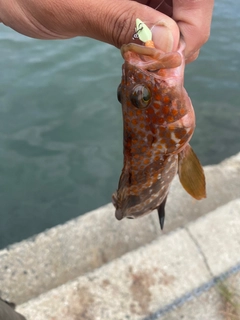 キジハタの釣果