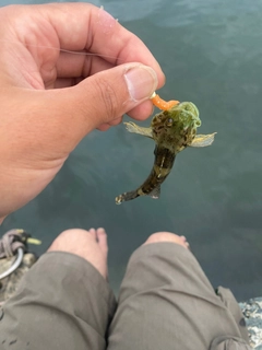 マハゼの釣果